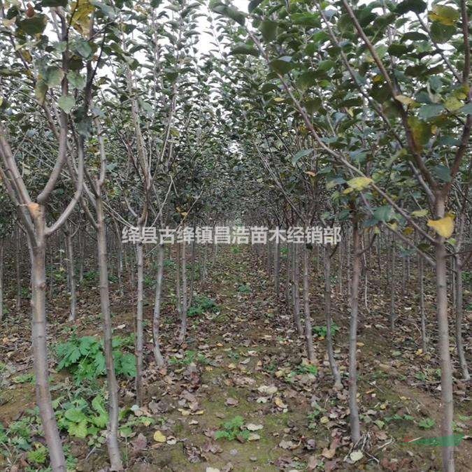 3公分蘋(píng)果樹(shù)批發(fā)價(jià)格，3公分蘋(píng)果樹(shù)裝車(chē)價(jià)格