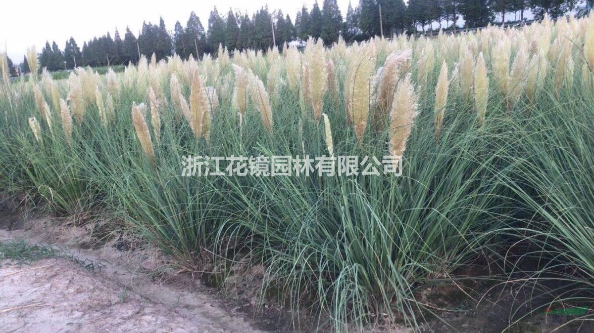 矮蒲苇、、细叶芒地苗，杯苗，小叶栀子毛球，大叶黄杨柱大