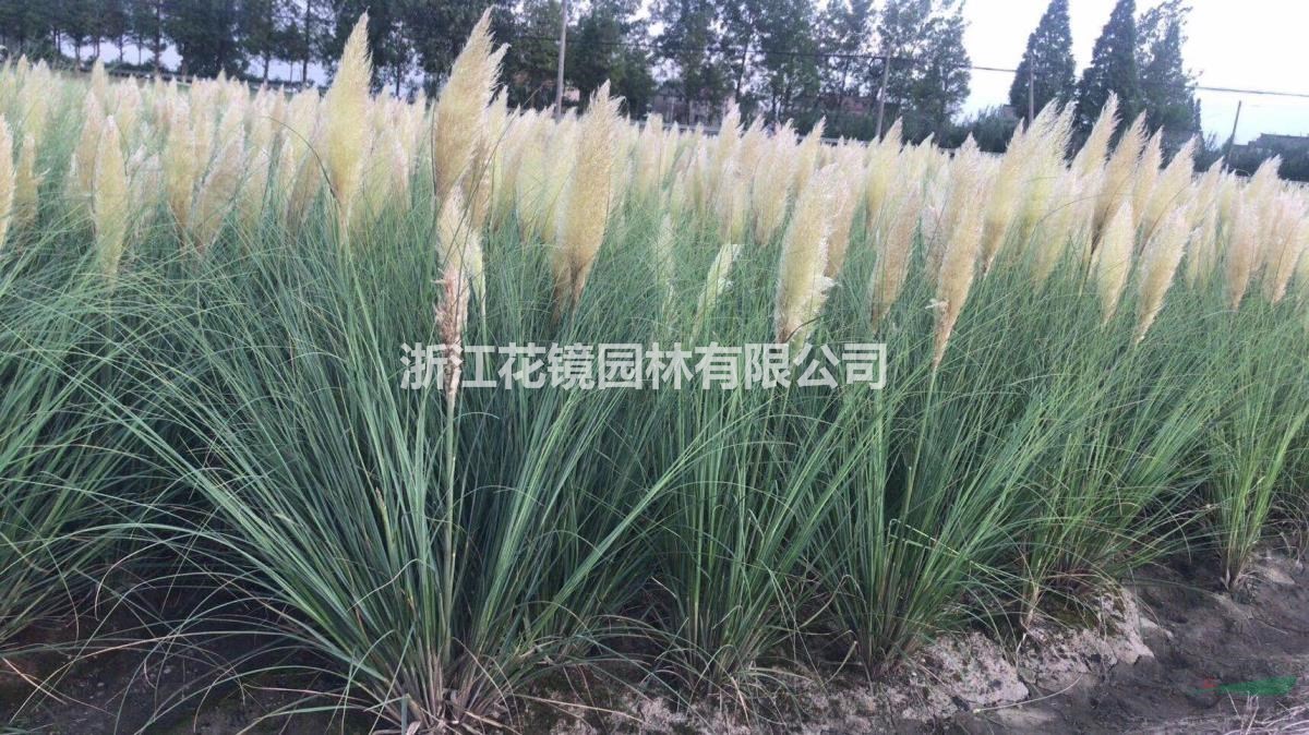 矮蒲苇、、细叶芒地苗，杯苗，小叶栀子毛球，大叶黄杨柱大