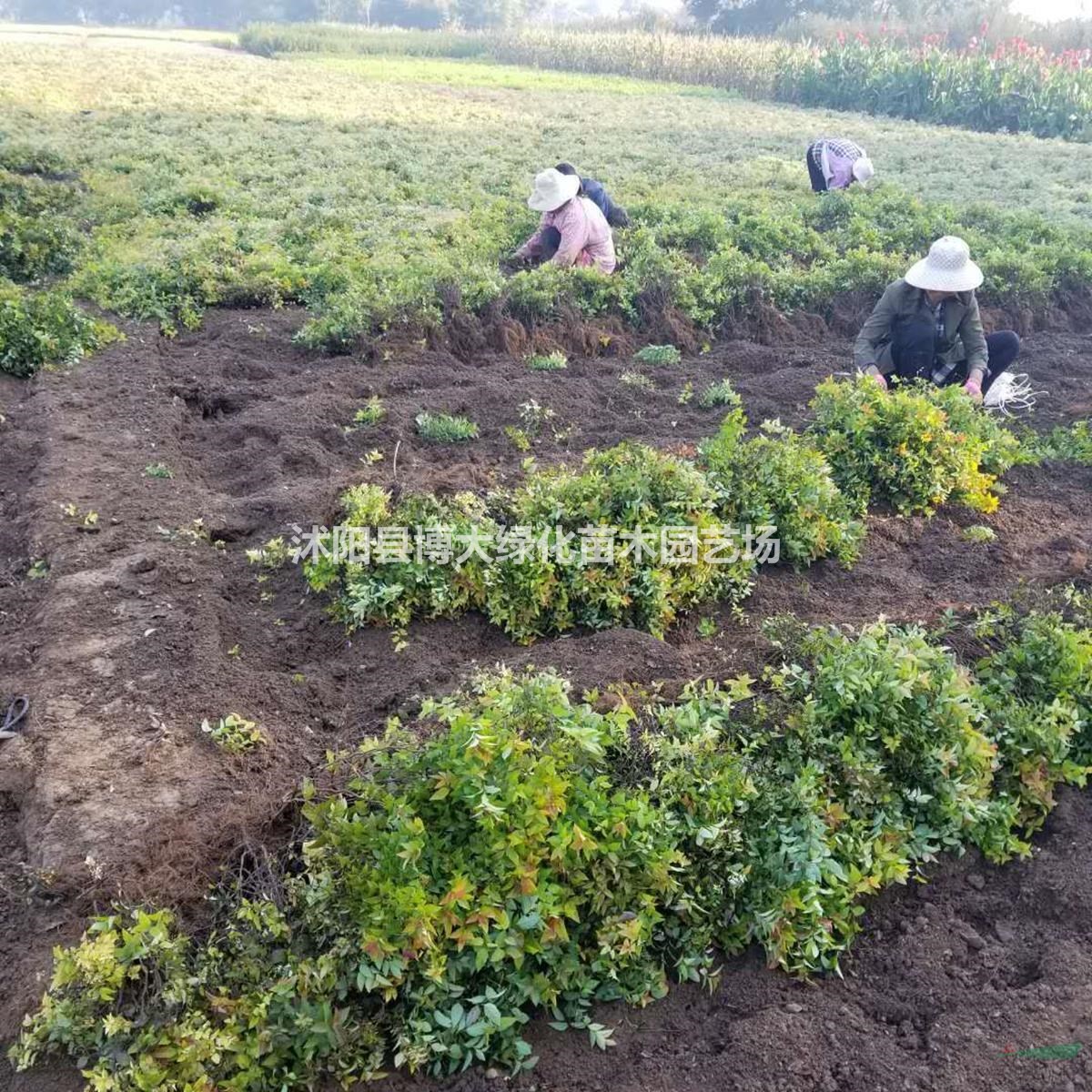 绣线菊苗批发供应：金焰绣线菊，金山绣线菊，麻叶绣线菊