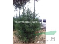 2米白皮松哪里有？2米白皮松哪里便宜？2米白皮松批發(fā)價(jià)格