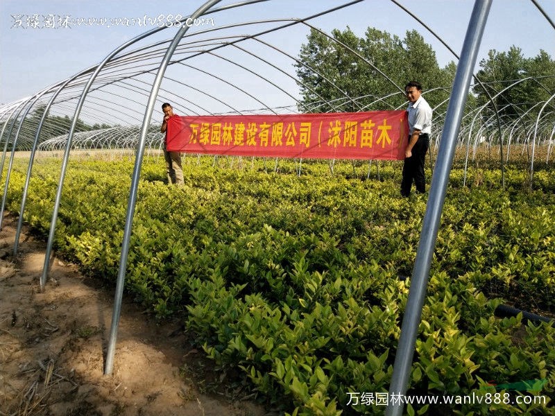 大杯金森女贞、金森女贞杯苗