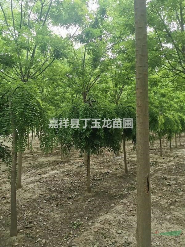 出售龍爪槐 垂槐種植基地 