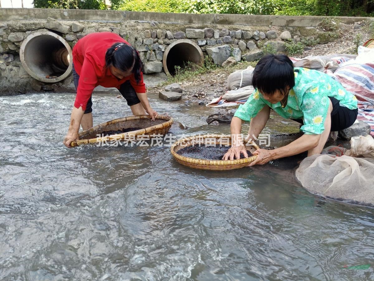 檫樹  湖南張家界地區(qū)  檫木種供應(yīng)   