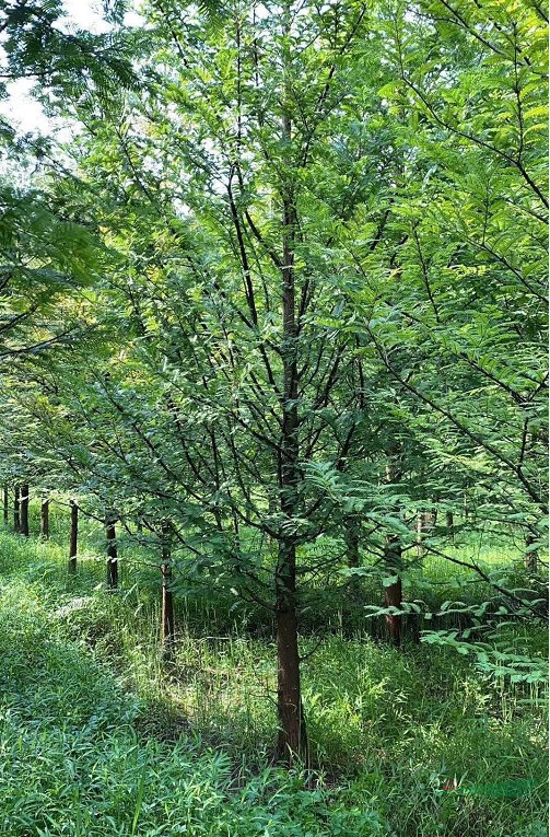 精品水杉工程苗,行道樹水杉種植基地,四川水衫報價