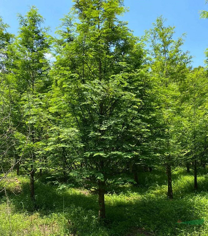 精品水杉工程苗,行道樹水杉種植基地,四川水衫報價