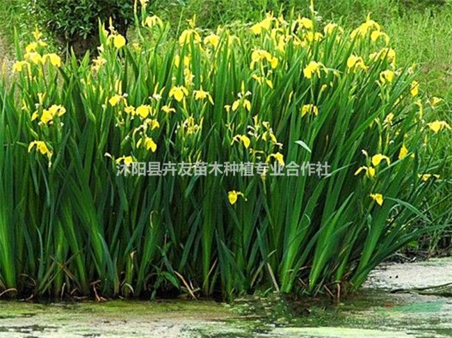 卉友水生植物 水生菖蒲  水生綠化  大量供應(yīng)