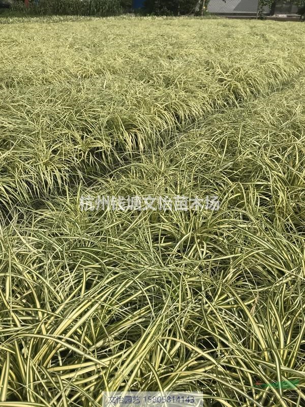 金葉苔草、澇峪苔草、青綠苔草、細(xì)葉苔草-品種齊全
