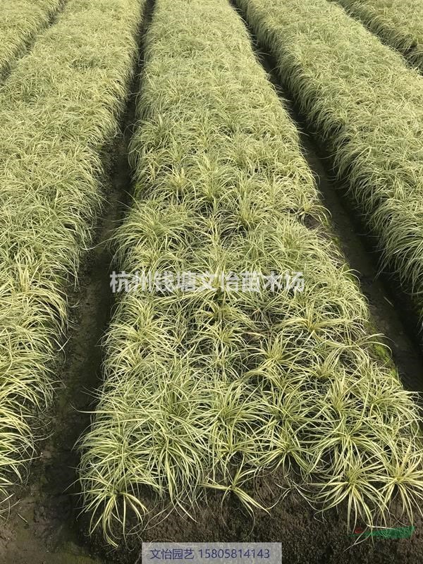 金葉苔草、澇峪苔草、青綠苔草、細(xì)葉苔草-品種齊全
