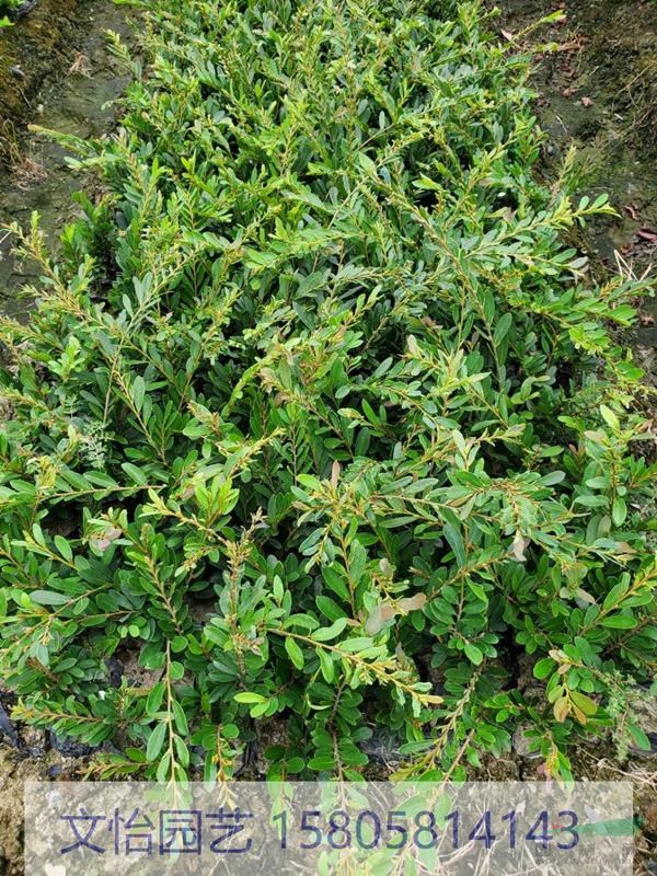 小葉蚊母、中華蚊母-優(yōu)質(zhì)小苗