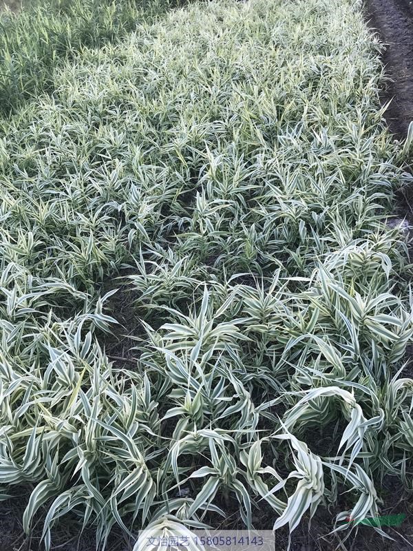 花叶芦竹、芦竹-水土栽培