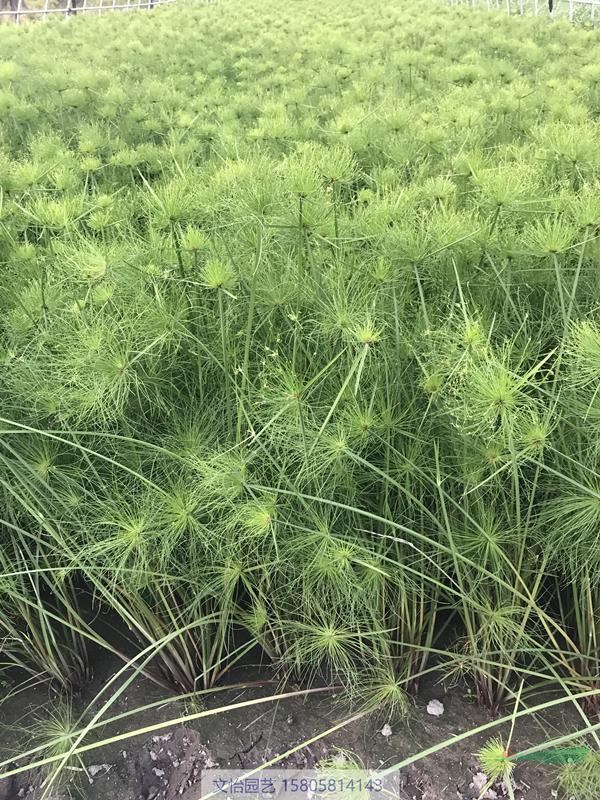 紙莎草、聚草、苦草-各類水草