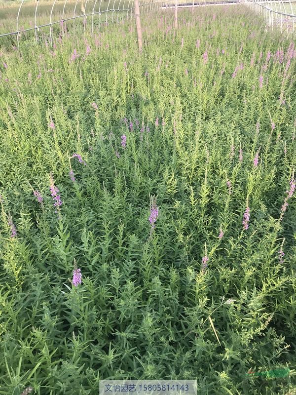 红花千屈菜、白花千屈菜-千屈菜产地直销