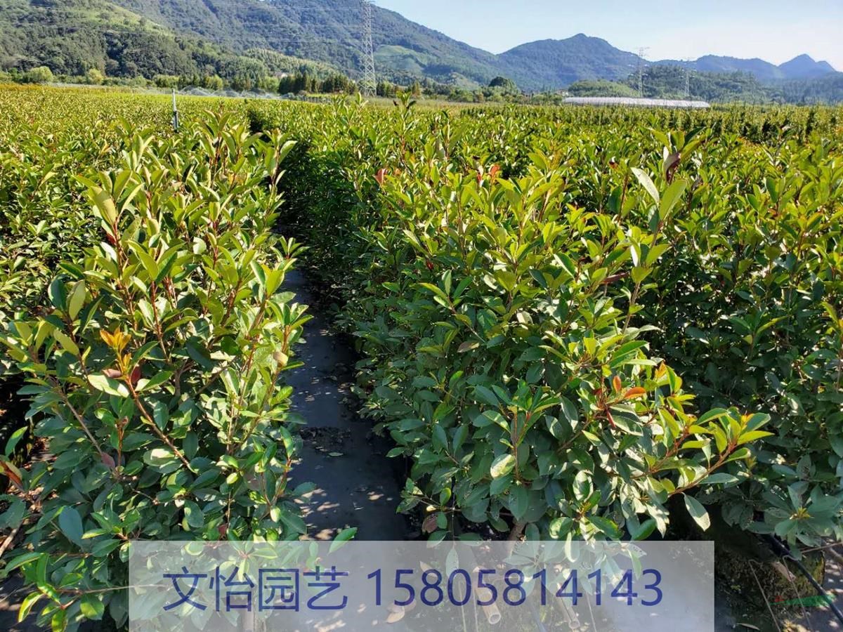 紅葉石楠-精品苗木