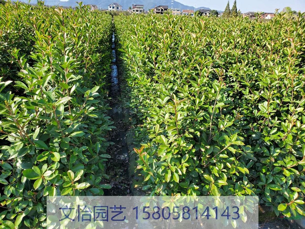 紅葉石楠-精品苗木