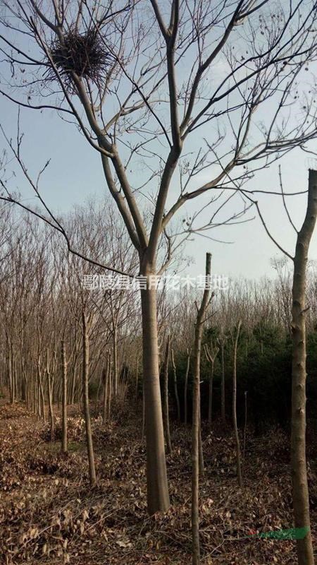 河南欒樹18公分，128O元