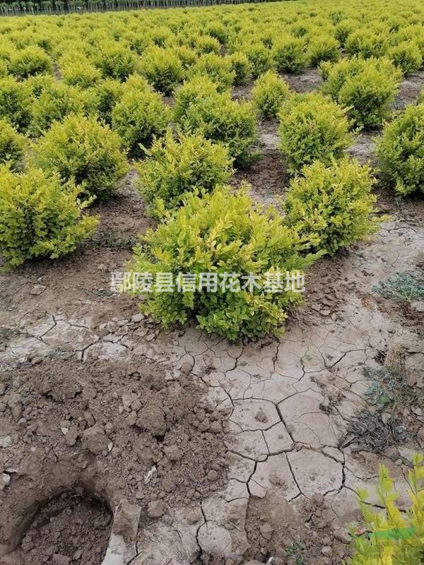 河南欒樹18公分，128O元