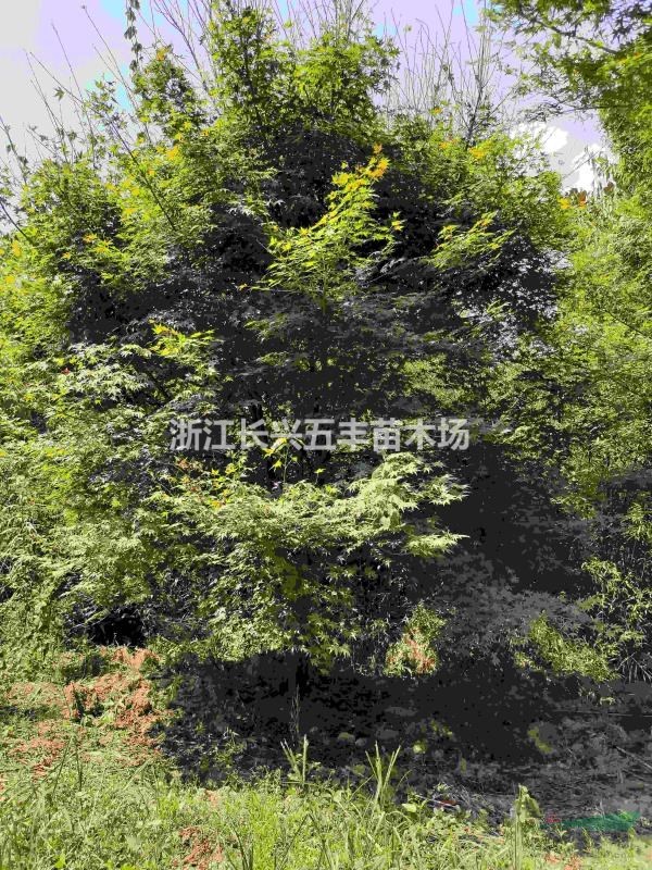 鸡爪槭！红枫！