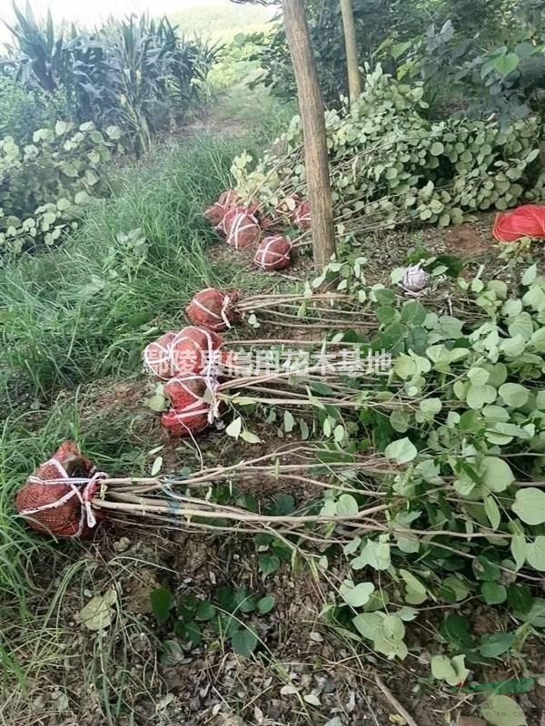 河南叢生紫荊，獨(dú)桿