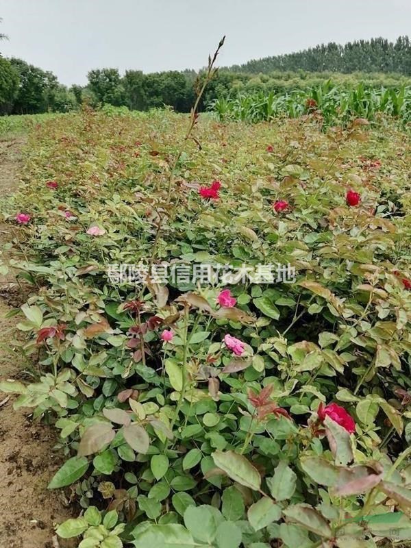 河南叢生紫荊，獨(dú)桿