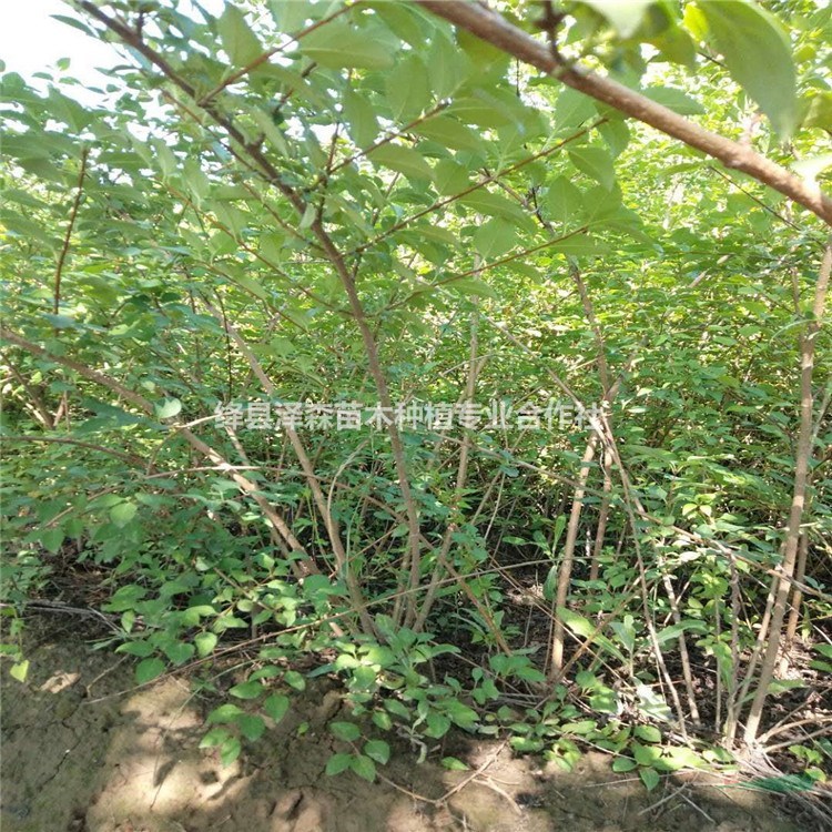 1米連翹苗報(bào)價(jià)=1米高藥用連翹苗價(jià)格