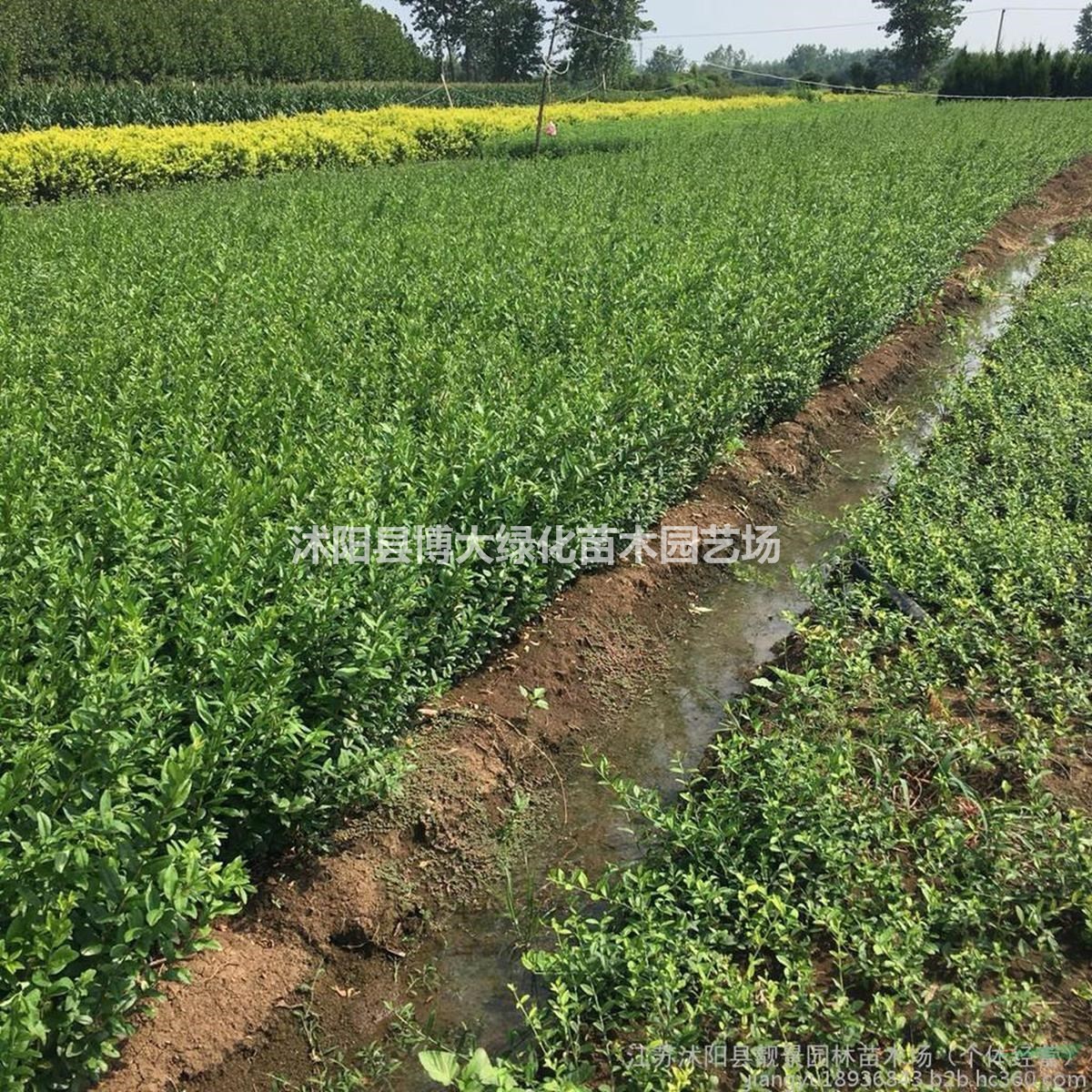 水蠟苗批發(fā)供應(yīng) 水臘苗價(jià)格 綠化工程苗木 貨源充足 