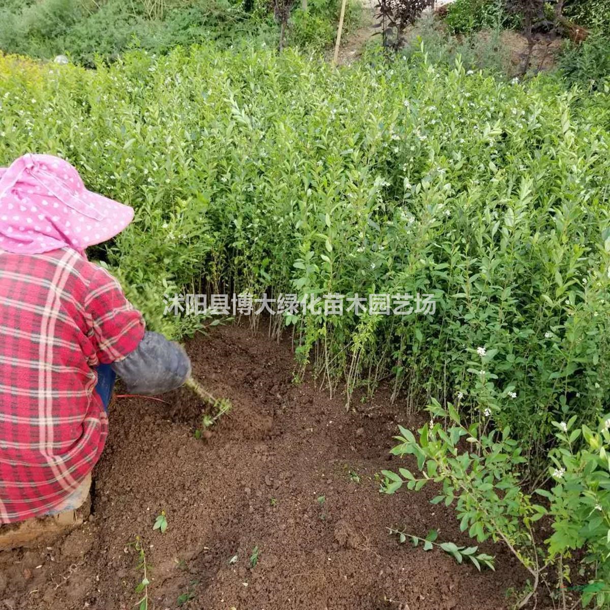 水蠟苗批發(fā)供應(yīng) 水臘苗價(jià)格 綠化工程苗木 貨源充足 