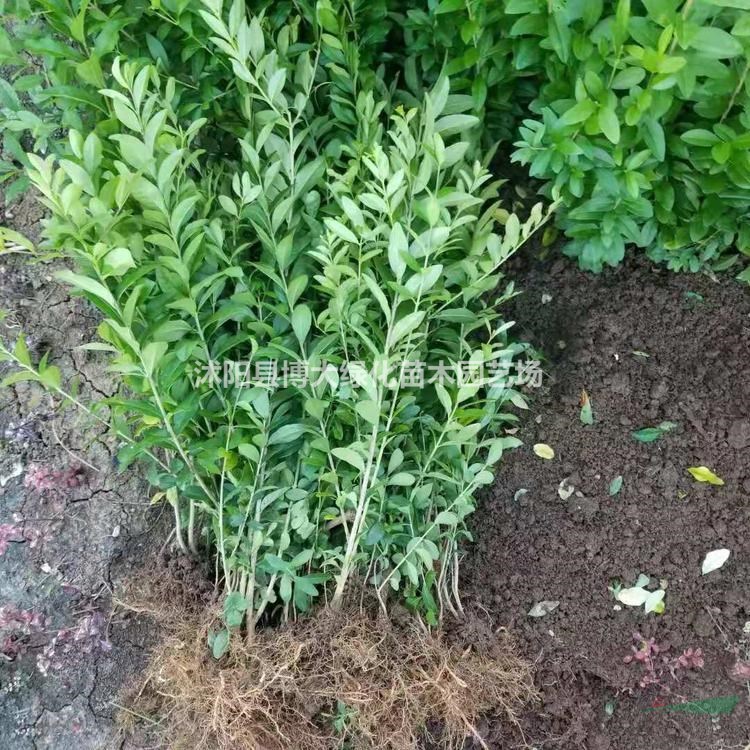 水蠟苗批發(fā)供應(yīng) 水臘苗價(jià)格 綠化工程苗木 貨源充足 
