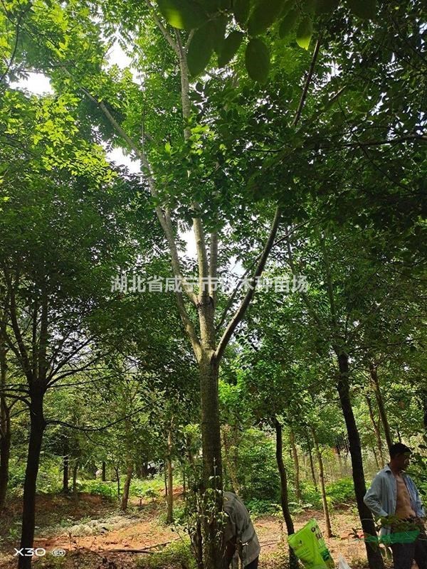 湖北咸宁供应8－25公分朴树，栾树，紫薇