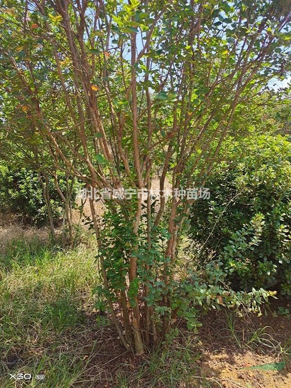 湖北咸宁供应8－25公分朴树，栾树，紫薇