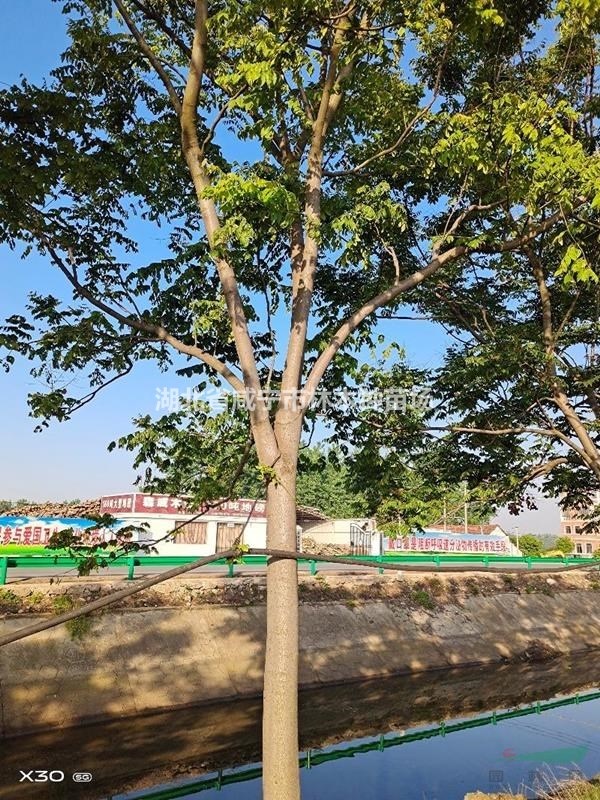 湖北地区供应10－30公分栾树