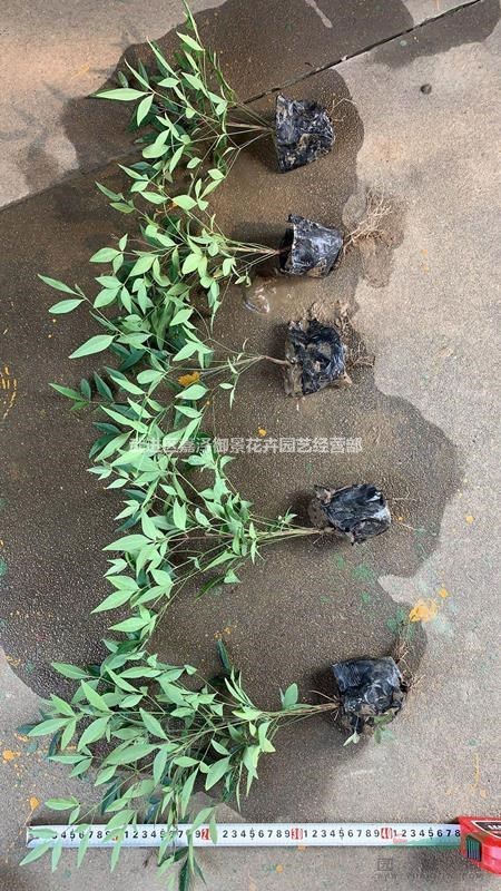 江蘇常州【南天竹杯苗，小苗，毛球】基地直發(fā)免去中間商