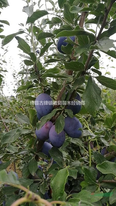 出售3公分李子樹(shù)_4公分李子樹(shù)_5公分李子樹(shù)_價(jià)格優(yōu)惠