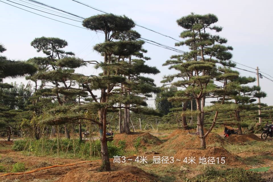 造型油松