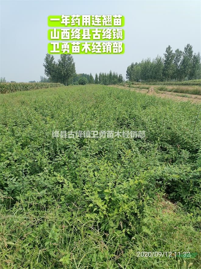 连翘苗产地货源充足 1年生+一年连翘苗价格质优价廉