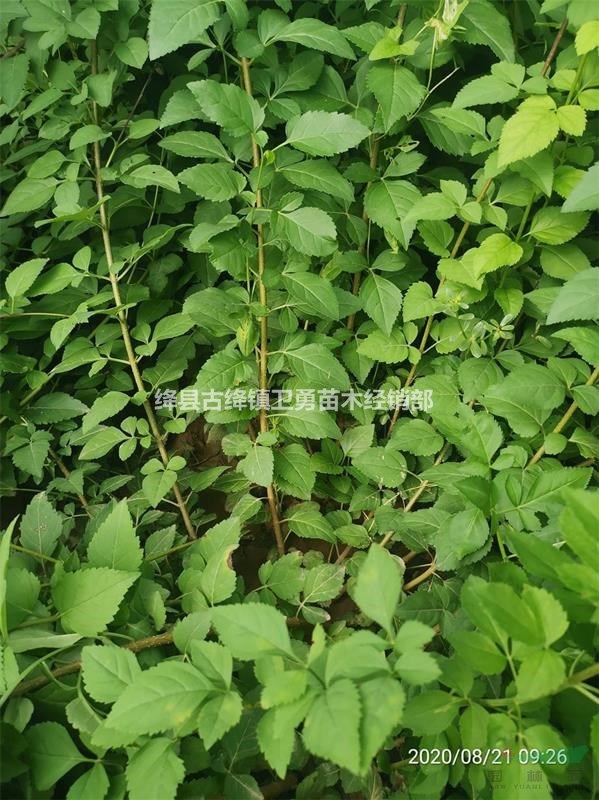 连翘苗产地货源充足 1年生+一年连翘苗价格质优价廉