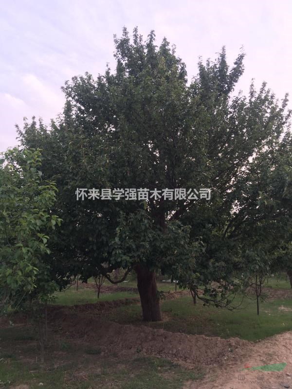 八棱海棠樹圖片，八棱海棠樹種植基地，八棱海棠樹原產(chǎn)地，八棱海