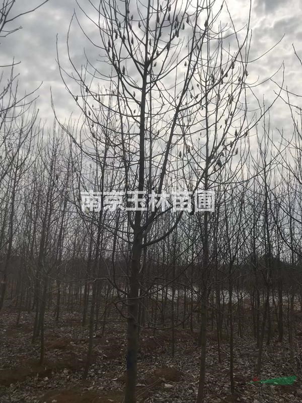 10/12/14/15公分白玉蘭價(jià)格
