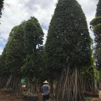 HS-Bonsai-優(yōu)質(zhì)供應(yīng)高度9-10米公園景觀榕樹-福建