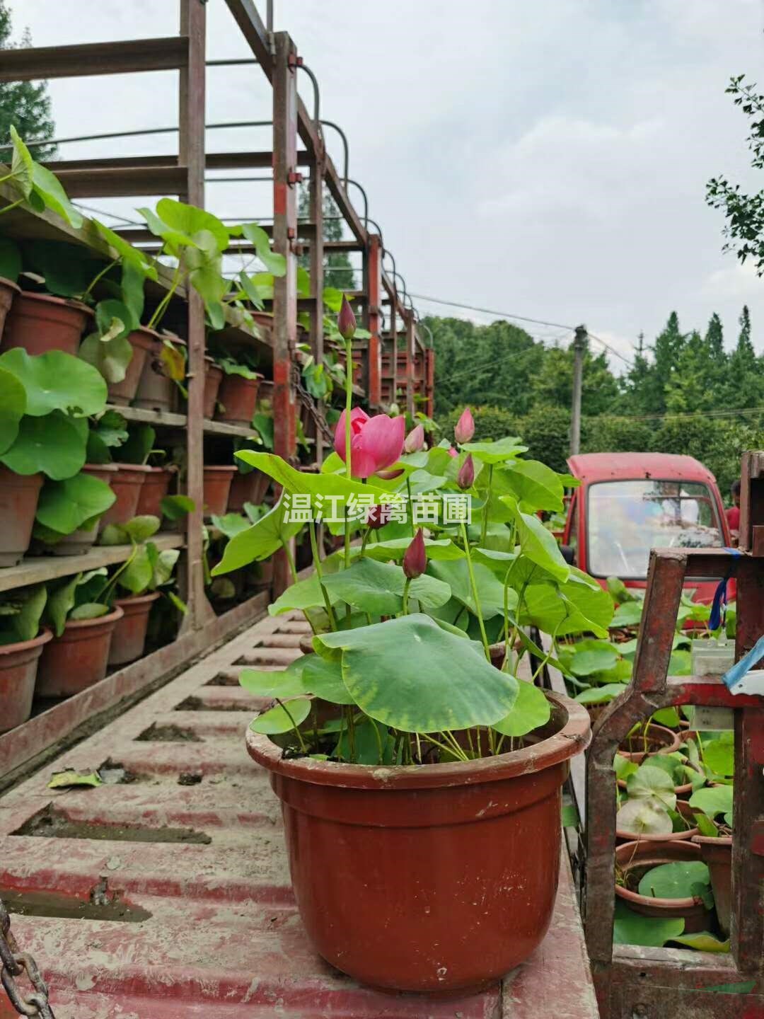 攀枝花荷花基地