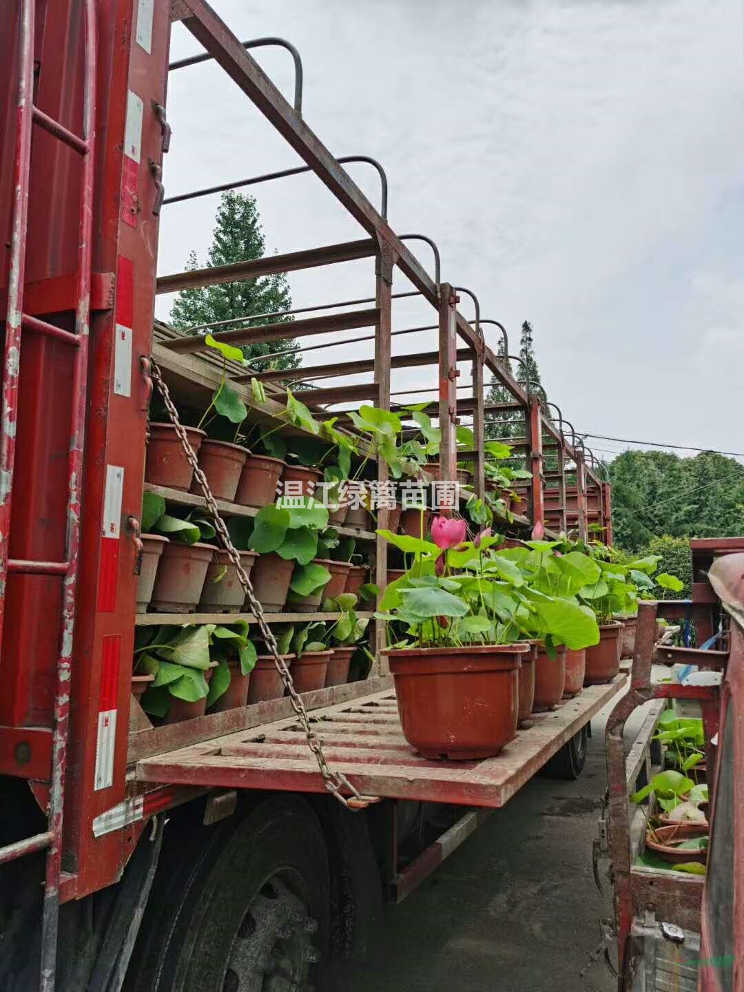 攀枝花荷花基地