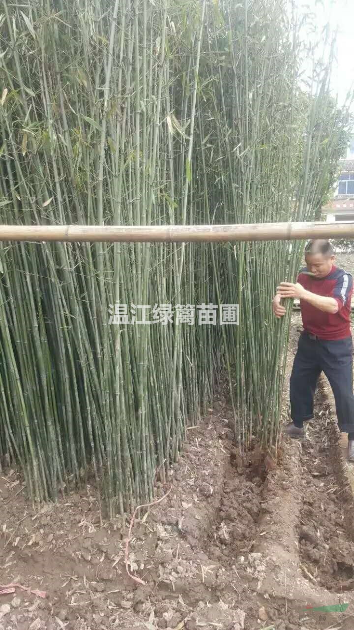 成都哪里可以買到金竹