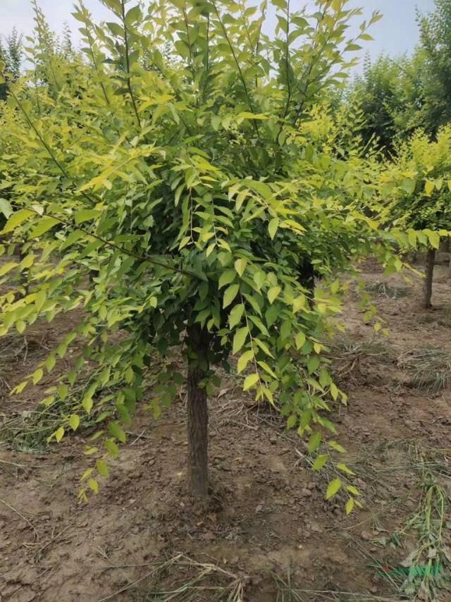 9公分矮接金葉榆自家苗圃種植基地直發(fā)