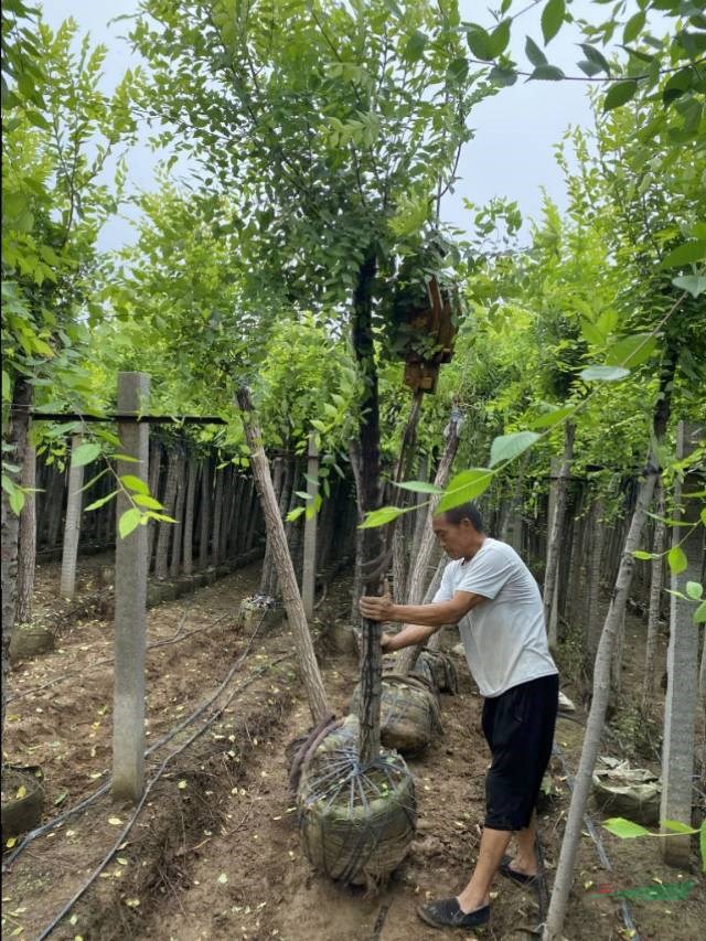 6公分美植袋金葉榆基地直發(fā)量大優(yōu)惠
