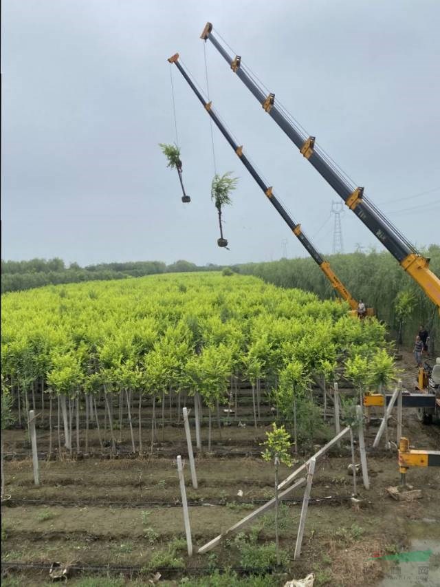 6公分美植袋金葉榆基地直發(fā)量大優(yōu)惠