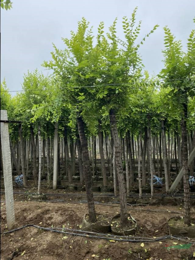 10公分美植袋金葉榆產(chǎn)地直銷價格優(yōu)惠