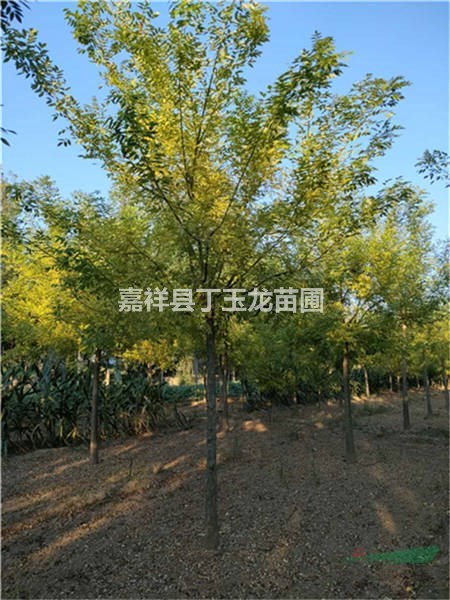 黃金槐 高接黃金槐6公分8公分10公價(jià)格