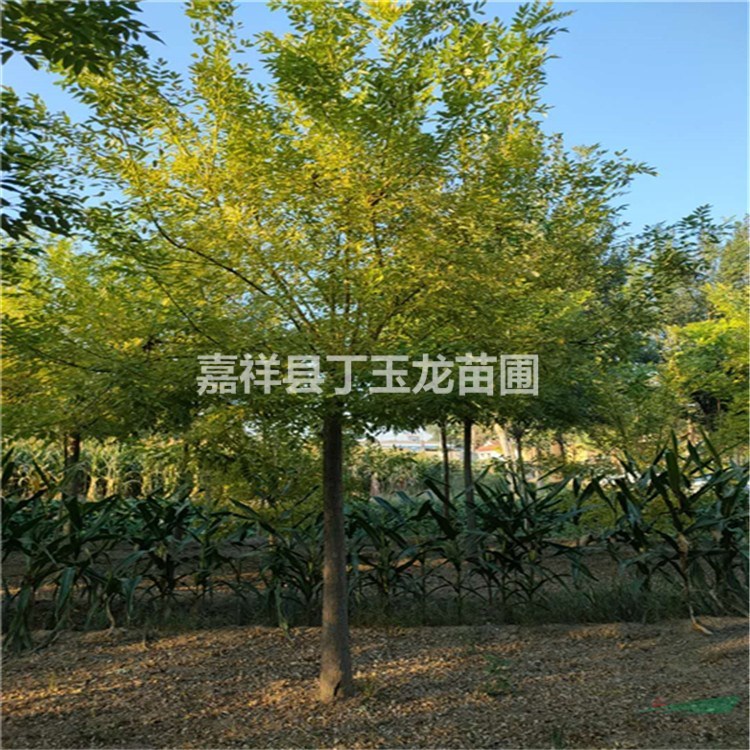 工程苗黃金槐胸徑12cm參考價(jià)格 