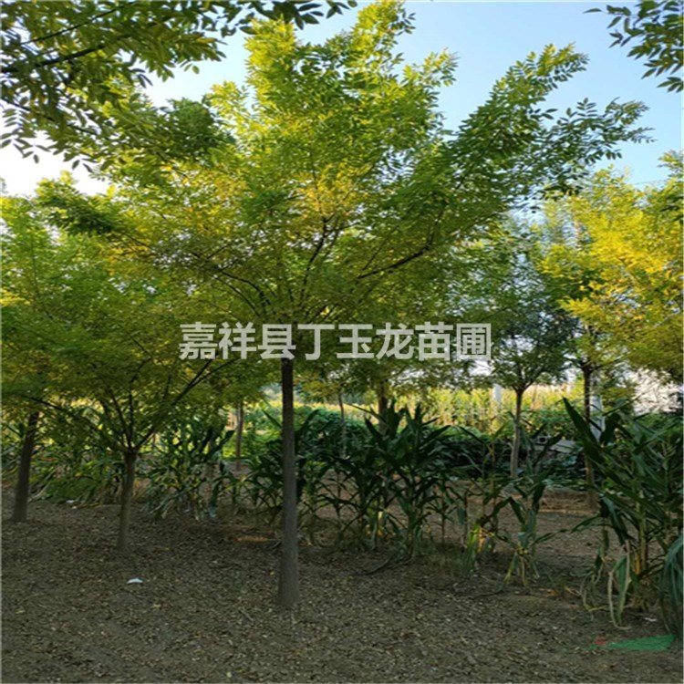 工程苗黃金槐胸徑12cm參考價(jià)格 