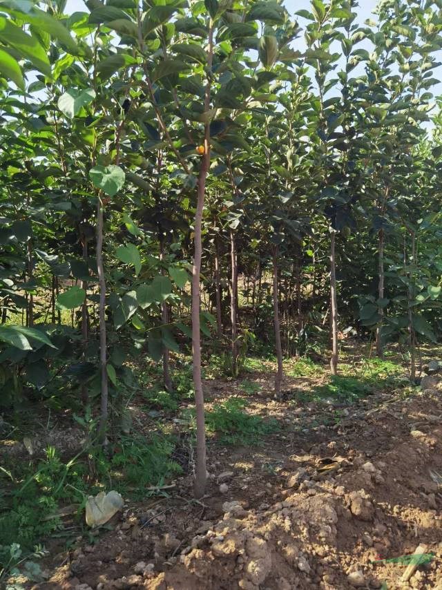 山西甜柿子苗價格，一公分陽豐甜柿子買不買，